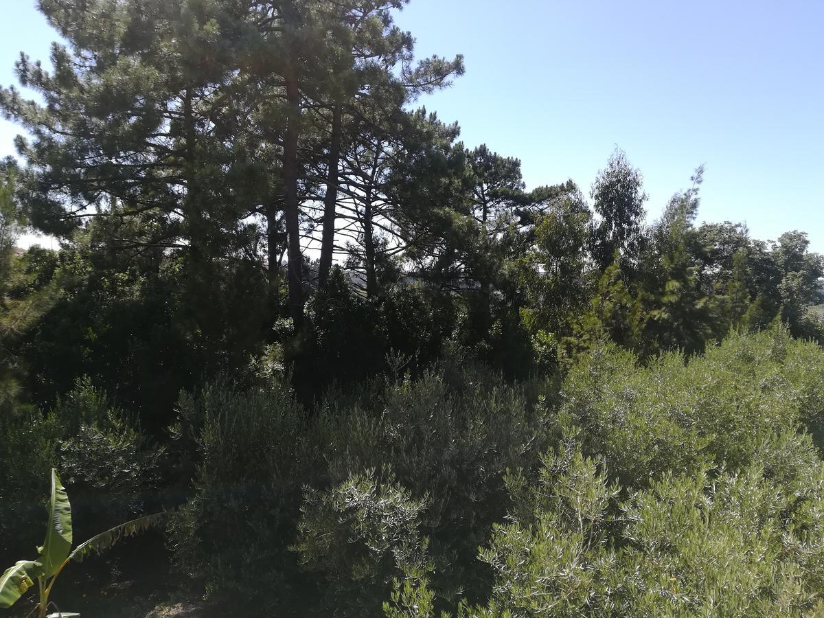 Вілла Quinta Vale Real Алкобаса Екстер'єр фото