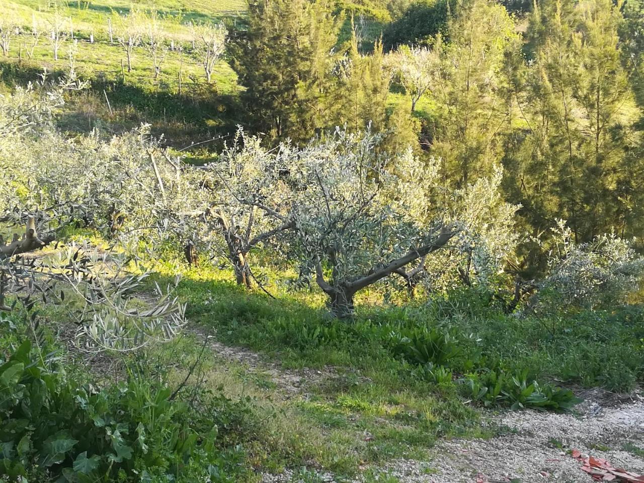 Вілла Quinta Vale Real Алкобаса Екстер'єр фото